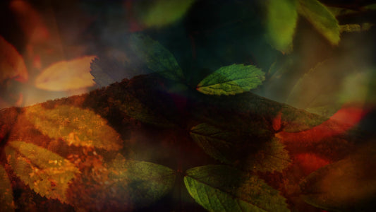 Subtle Fall 04 Still