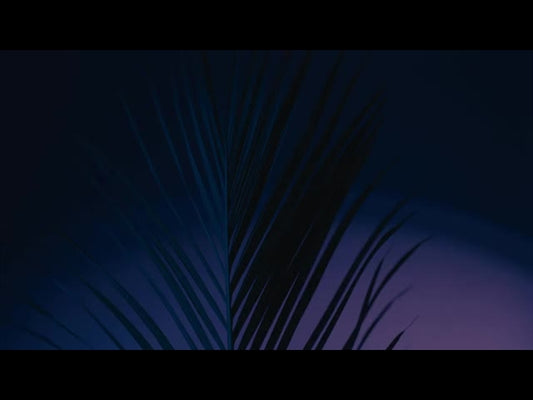 Cinematic Palms Loop 19