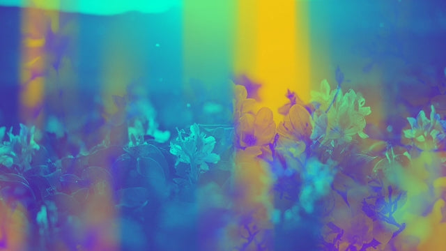 Floral Reflections 03
