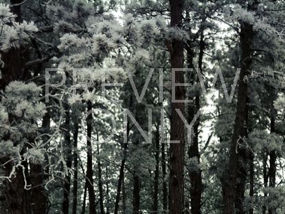 Winter Forest