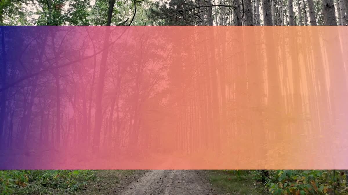 The Forest 6 Bar Still