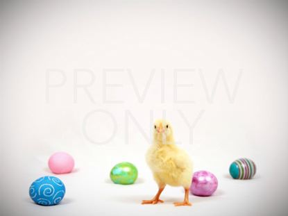 Baby Chick Easter Eggs