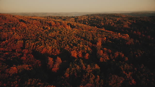 Autumn Foliage 6