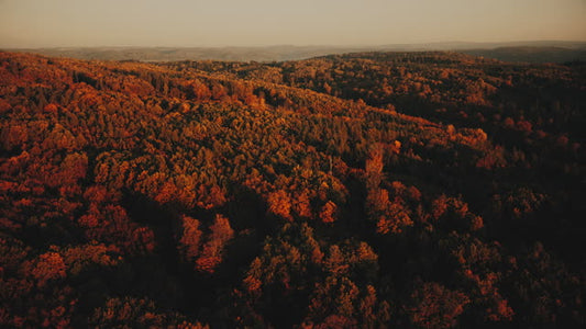 Autumn Foliage 6
