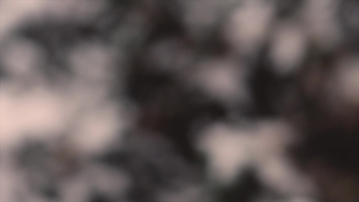 Winter Snow Natural Still