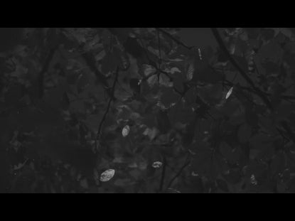 Autumn Leaves Bw Alt