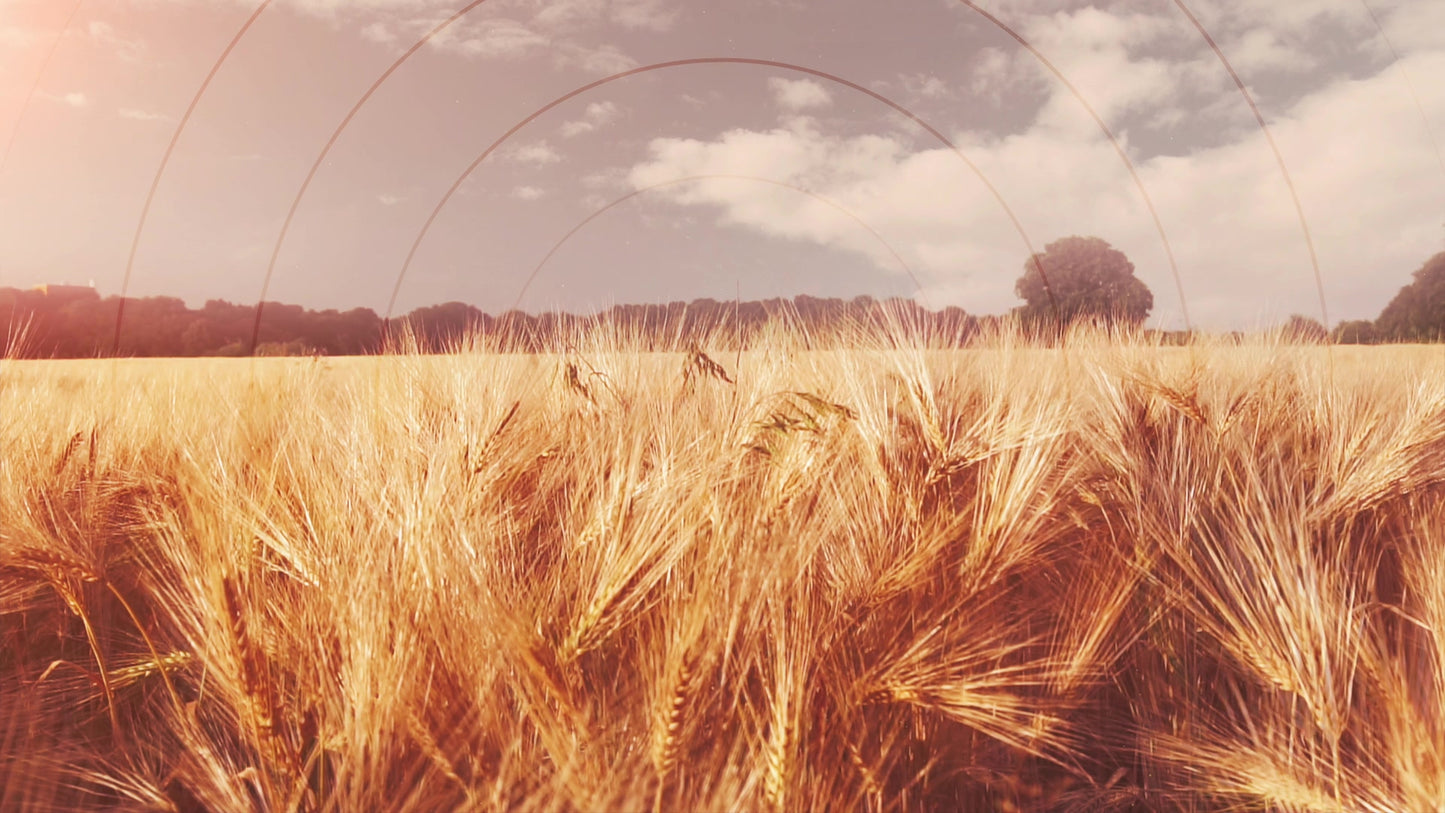 Golden Hour Wheat Radial Still