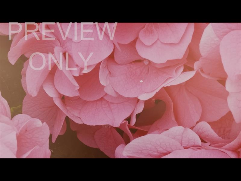 Flower Garden Still 07