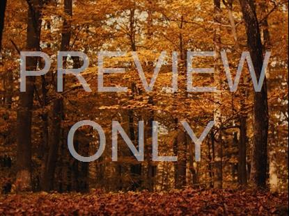 Fall Leaves Montage 7