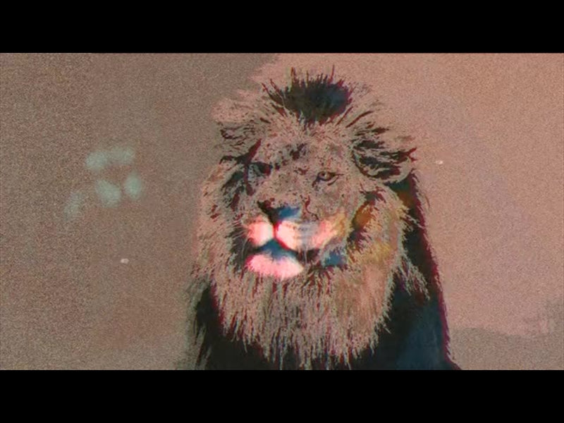 Bible Animals Lion