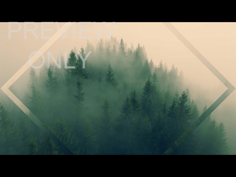 Misty Pines Low Flight Still
