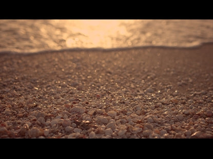 Sunset Surf Shells