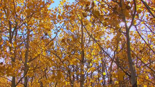Aspen Flare