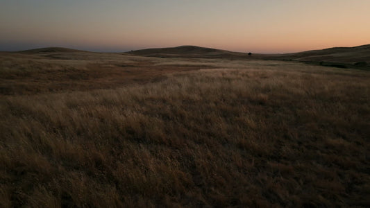 Golden Pastures Still 18