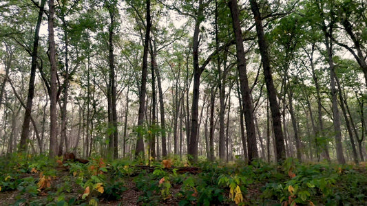 The Forest 7