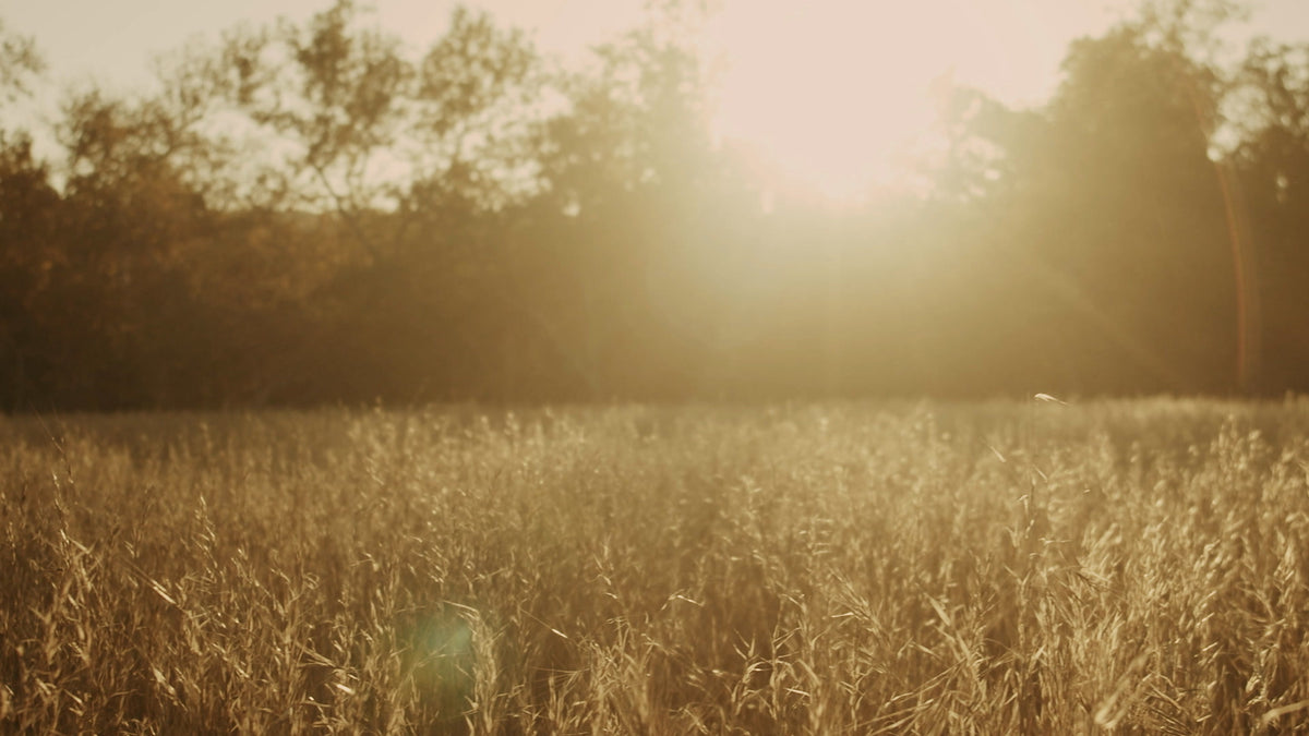 Autumn Meadow Still 12