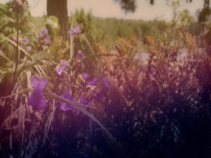 Wildflower 8