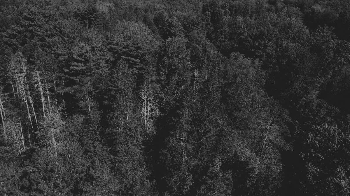 The Forest 11 Bw Still
