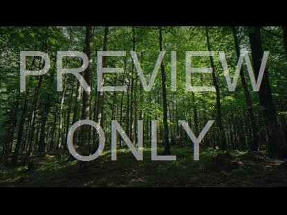 Renew Green Forest Still