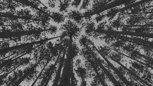The Forest 1 Bw Still