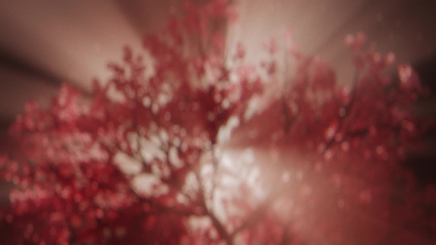 Holy Week Cherry Blossoms Bokeh