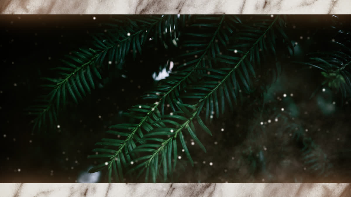 Evergreen 7 Alt