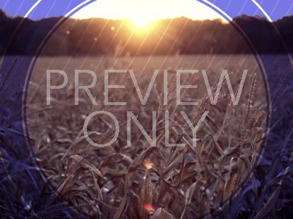 Fall Harvest Cornfield Sunset