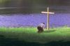 Free To Worship 14