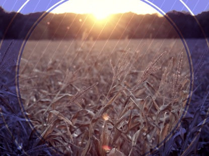 Fall Harvest Cornfield Sunset