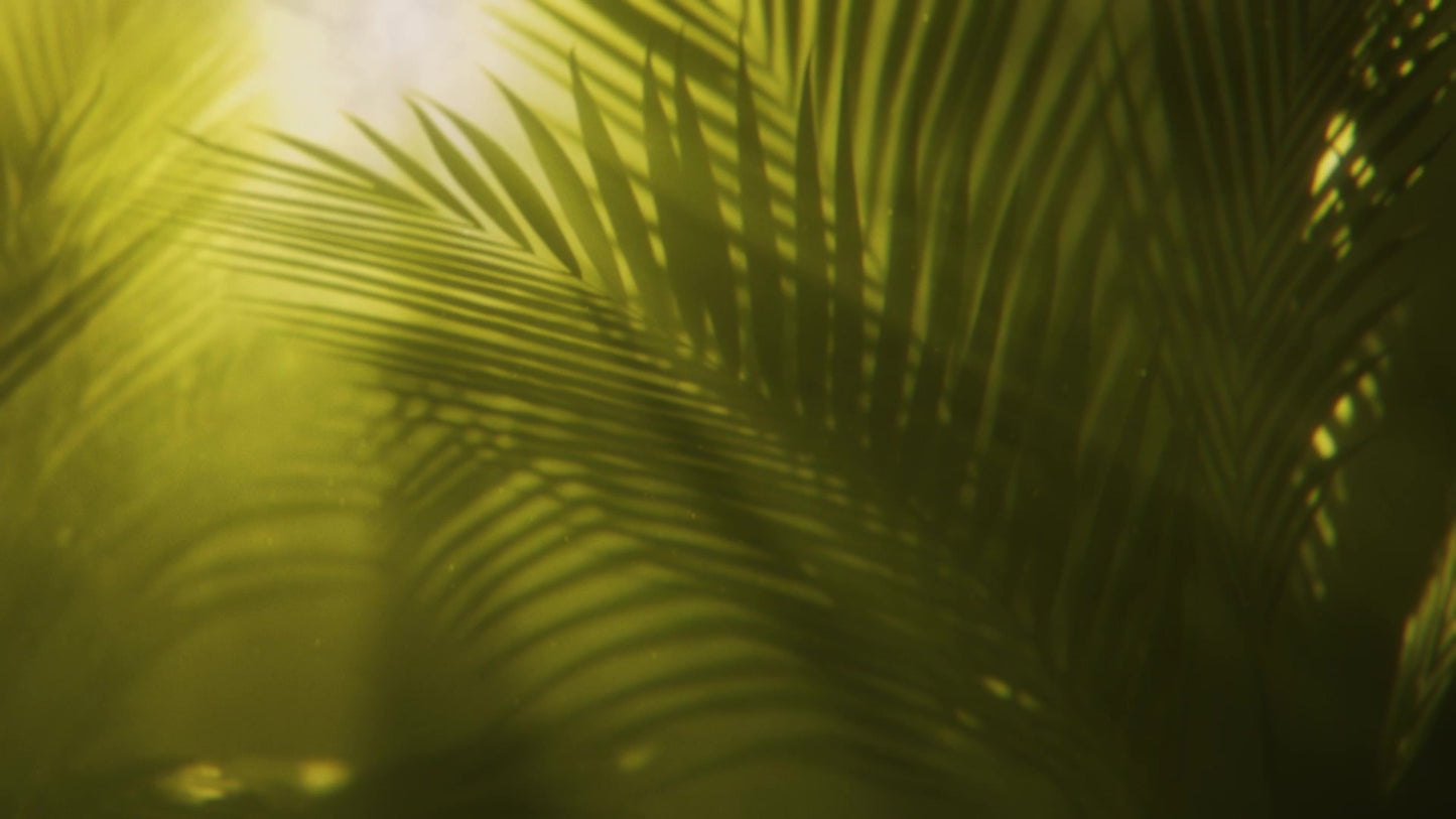 Holy Week Green Palm Still