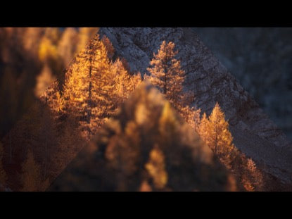 Frosted Fall 2