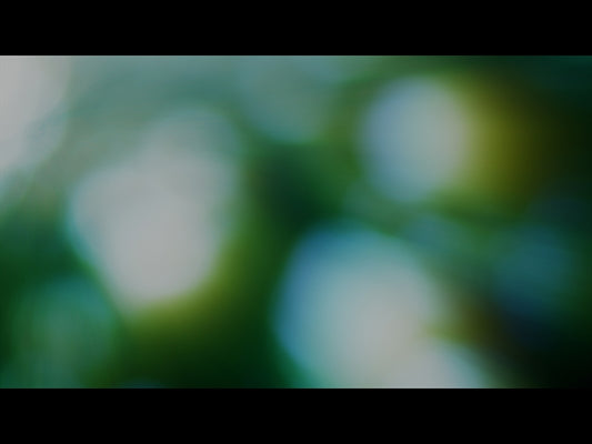Forest Light Loop 04