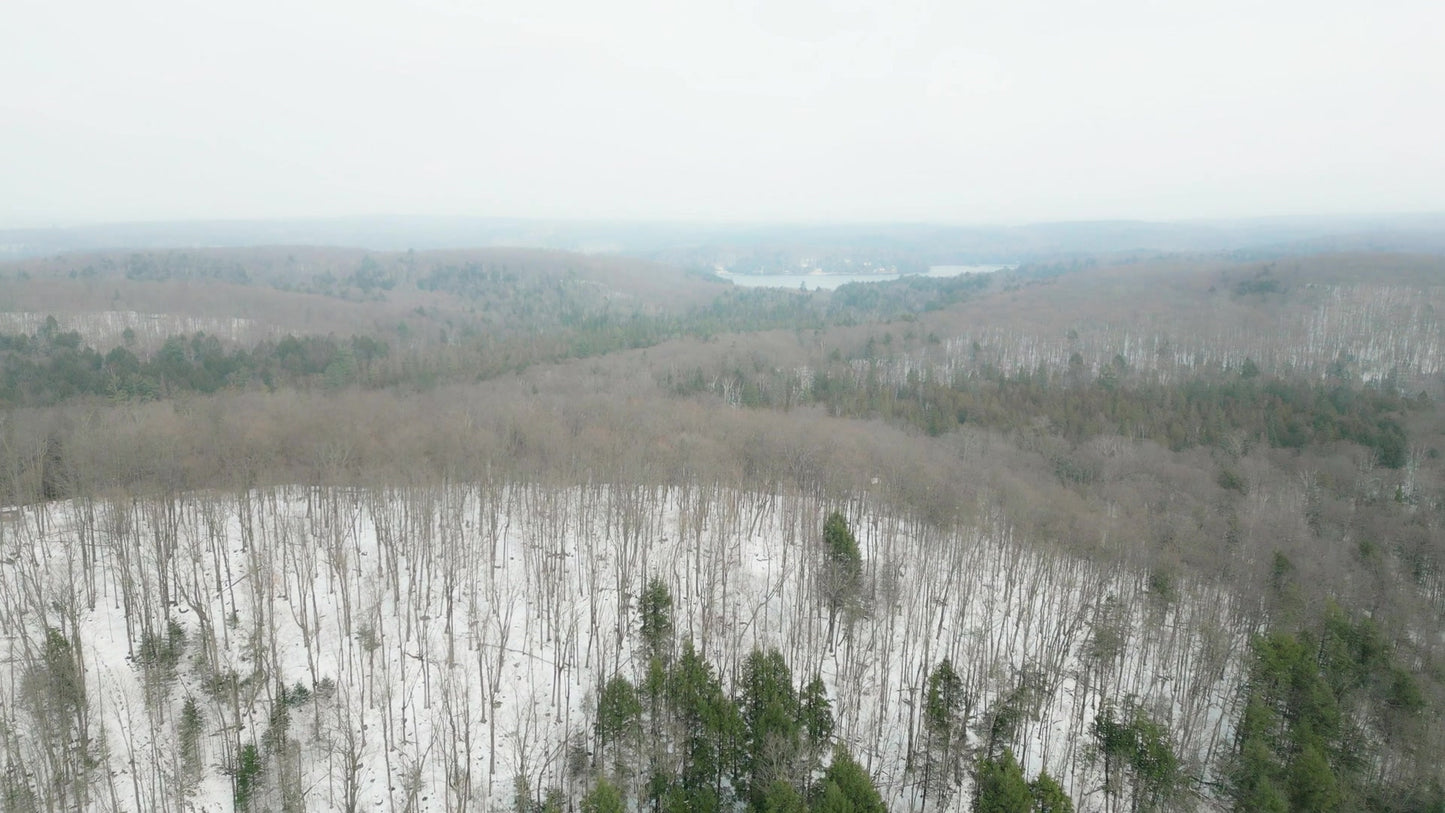 Winter Woods Still 09