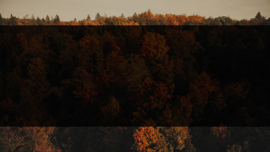Autumn Foliage 1 Alt