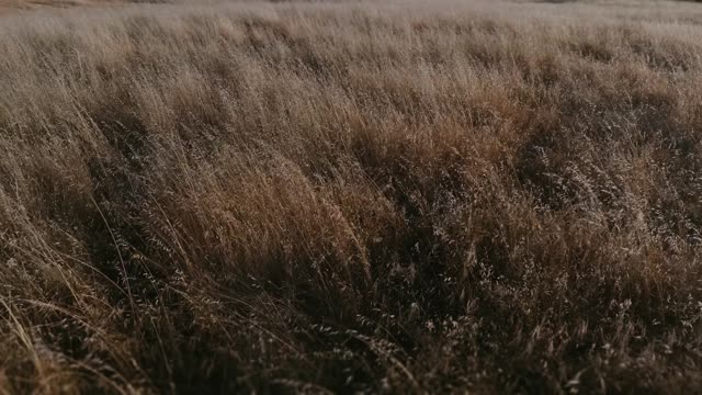 Golden Pastures Motion Background 03