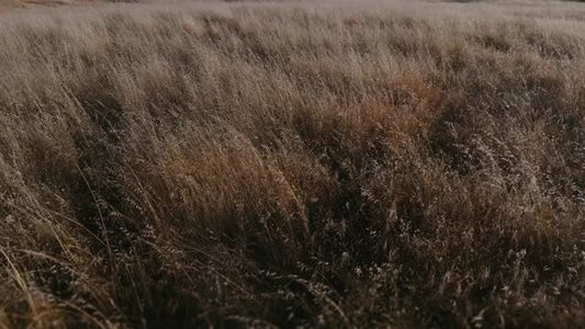 Golden Pastures Motion Background 03