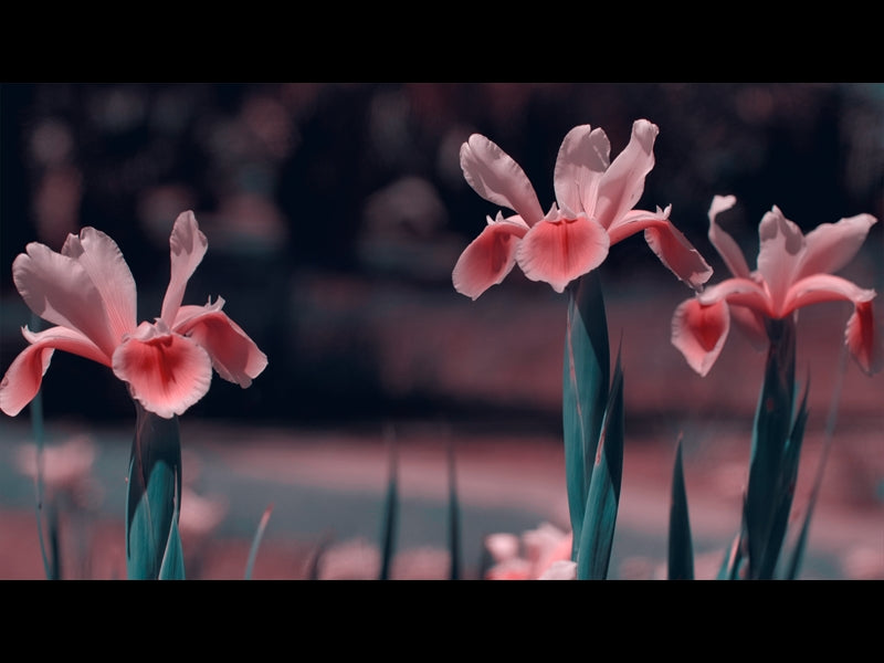 Mothers Day Garden 10