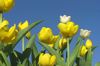 Easter Celebration 5
