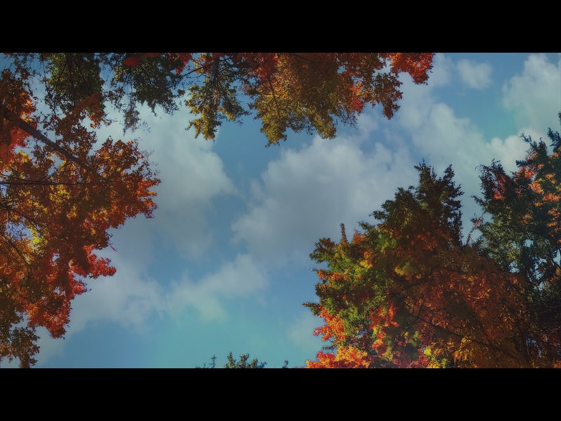 Fall Trees 8