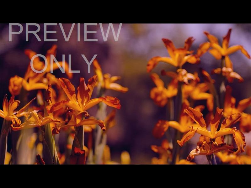 Mothers Day Garden 6 Still