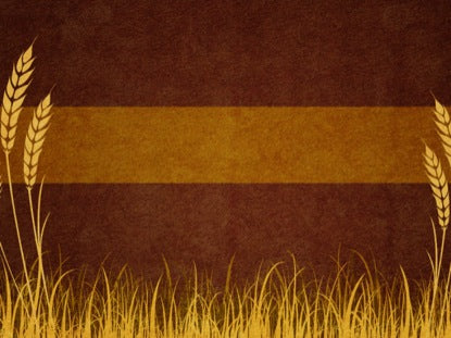 Blank Wheat Field