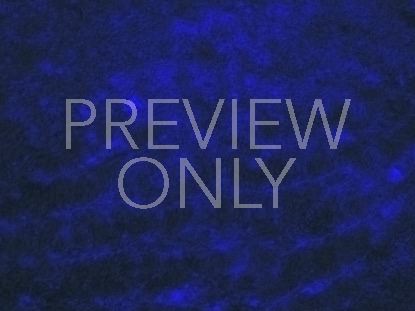 Cobalt Current Still 1