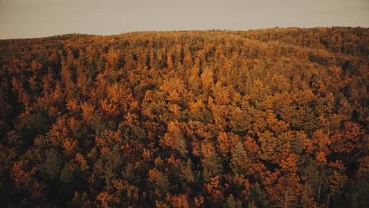 Autumn Foliage 2