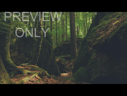 Deep Forest Boulders Still