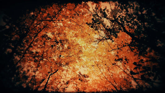 Autumn Fire Inferno