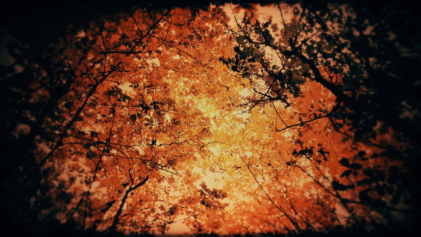 Autumn Fire Inferno Still
