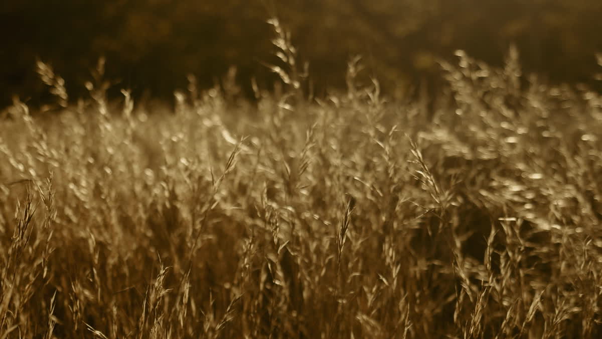 Autumn Meadow Still 06