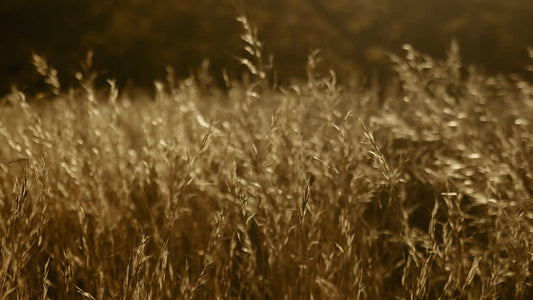 Autumn Meadow Still 06