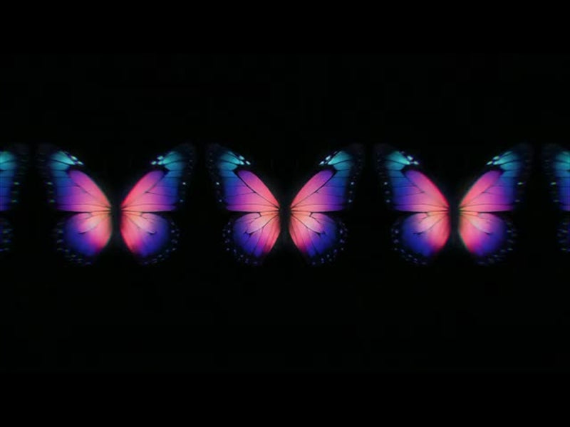 Butterflies 5