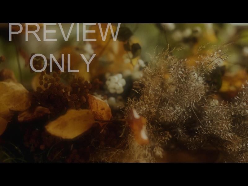 Flora Fall Still 03